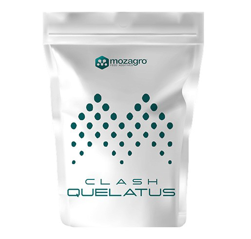 Clash Quelatus